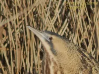 Roerdomp [Botaurus stellaris]